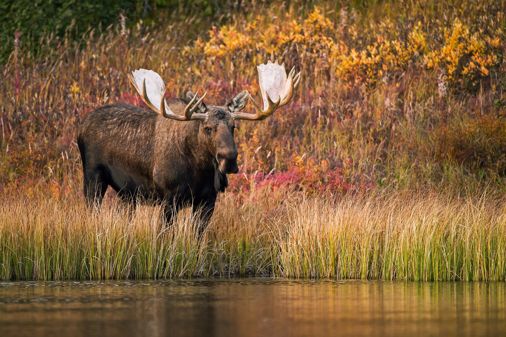 Thirsty Moose