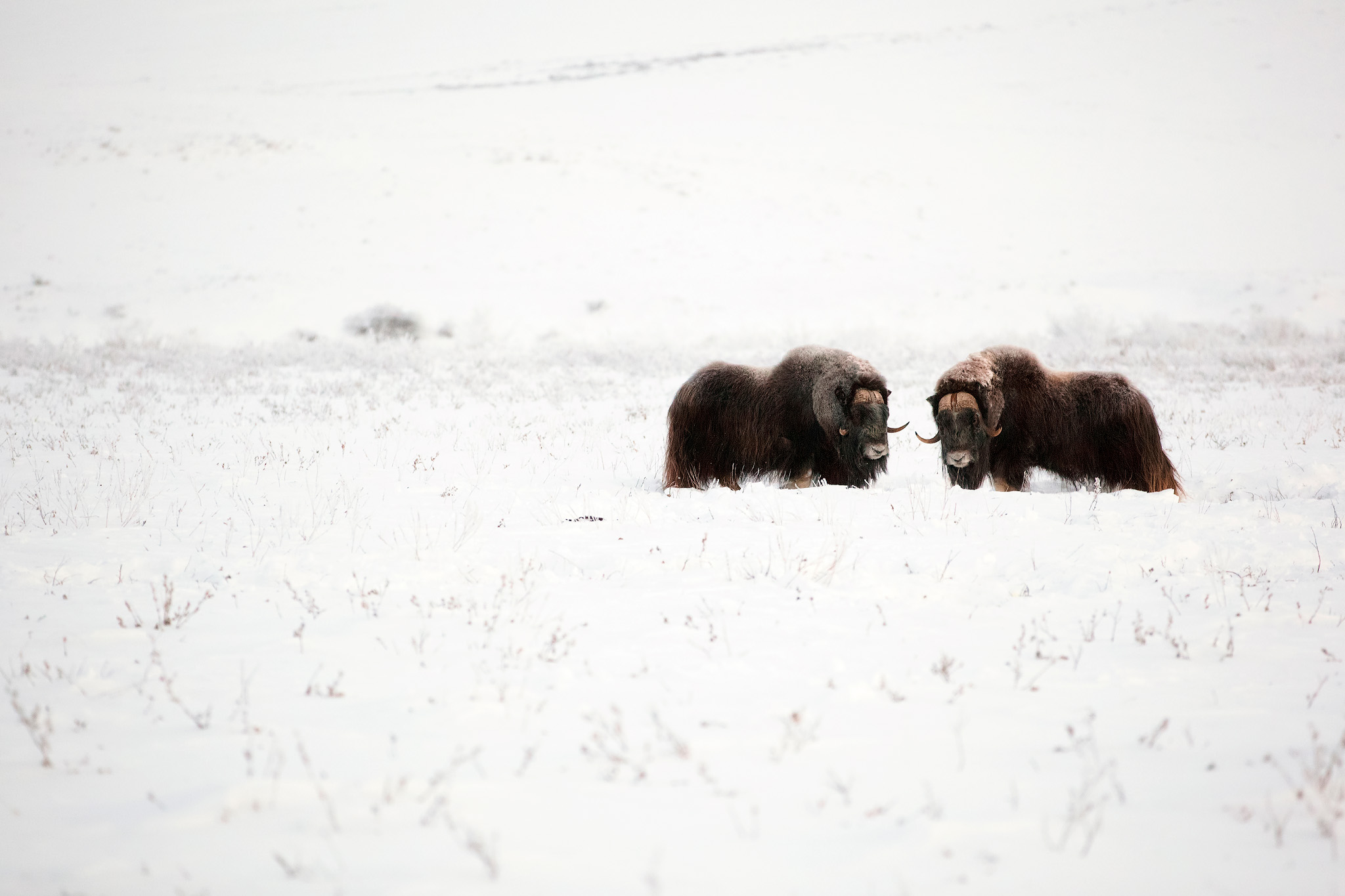 Muskox
