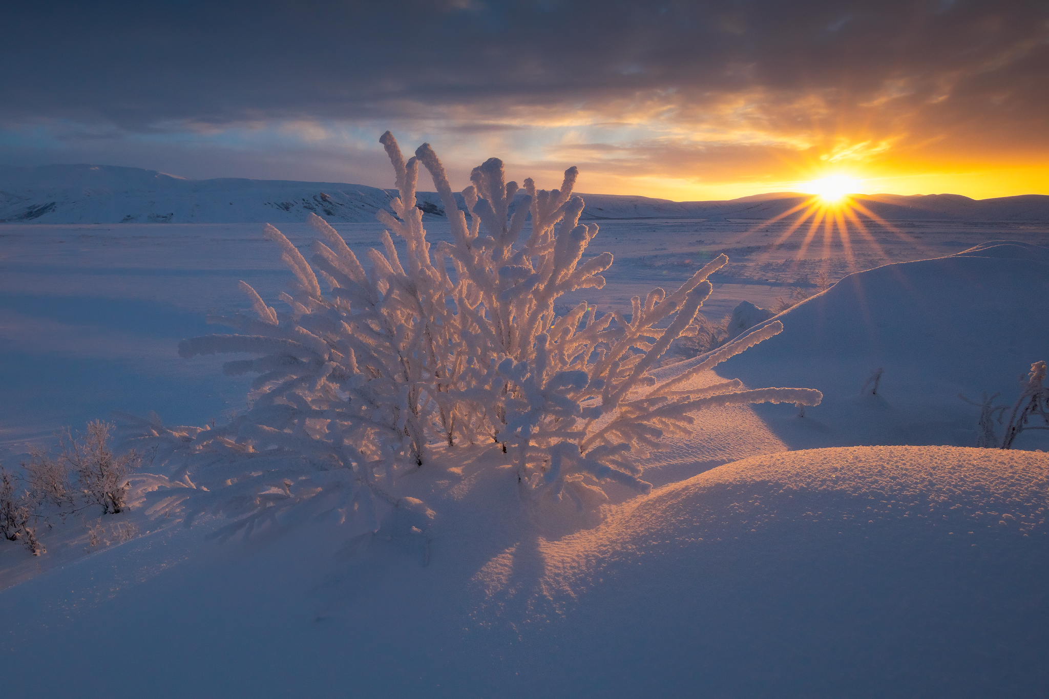 Arctic Sunrise