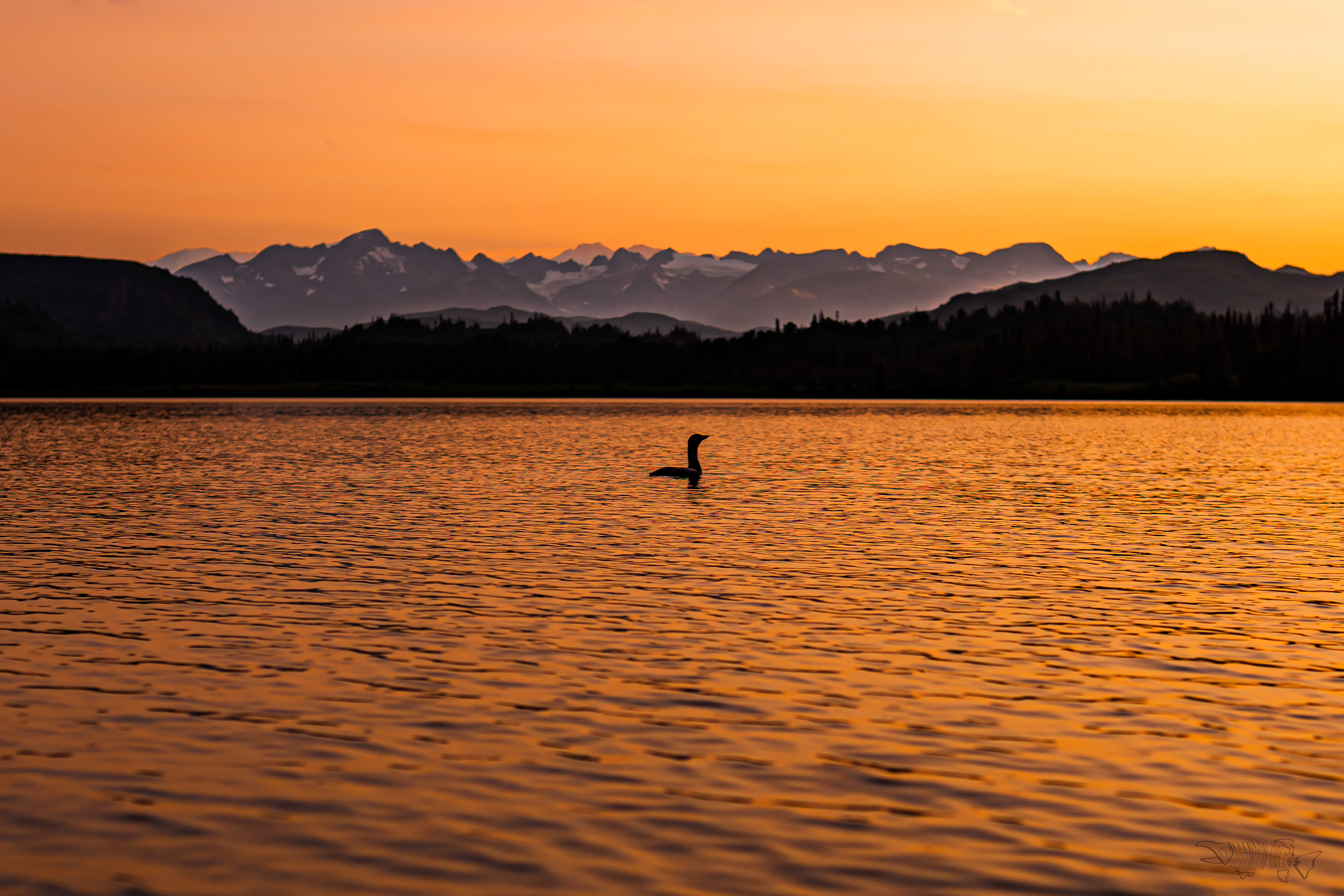 Loon on Judd Lake