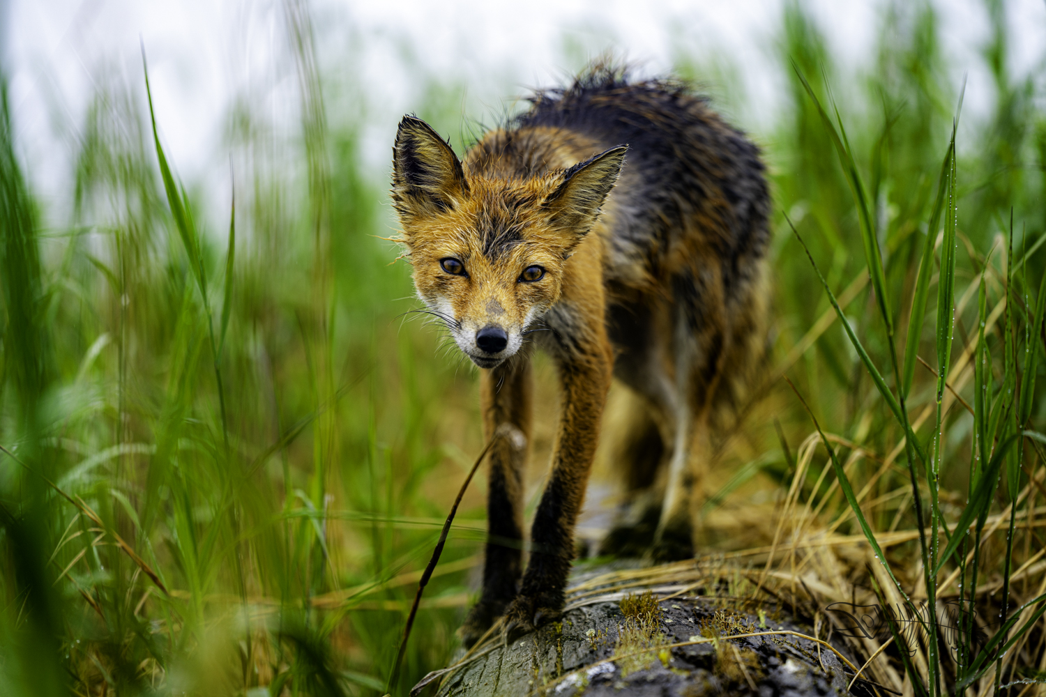 Sly Fox