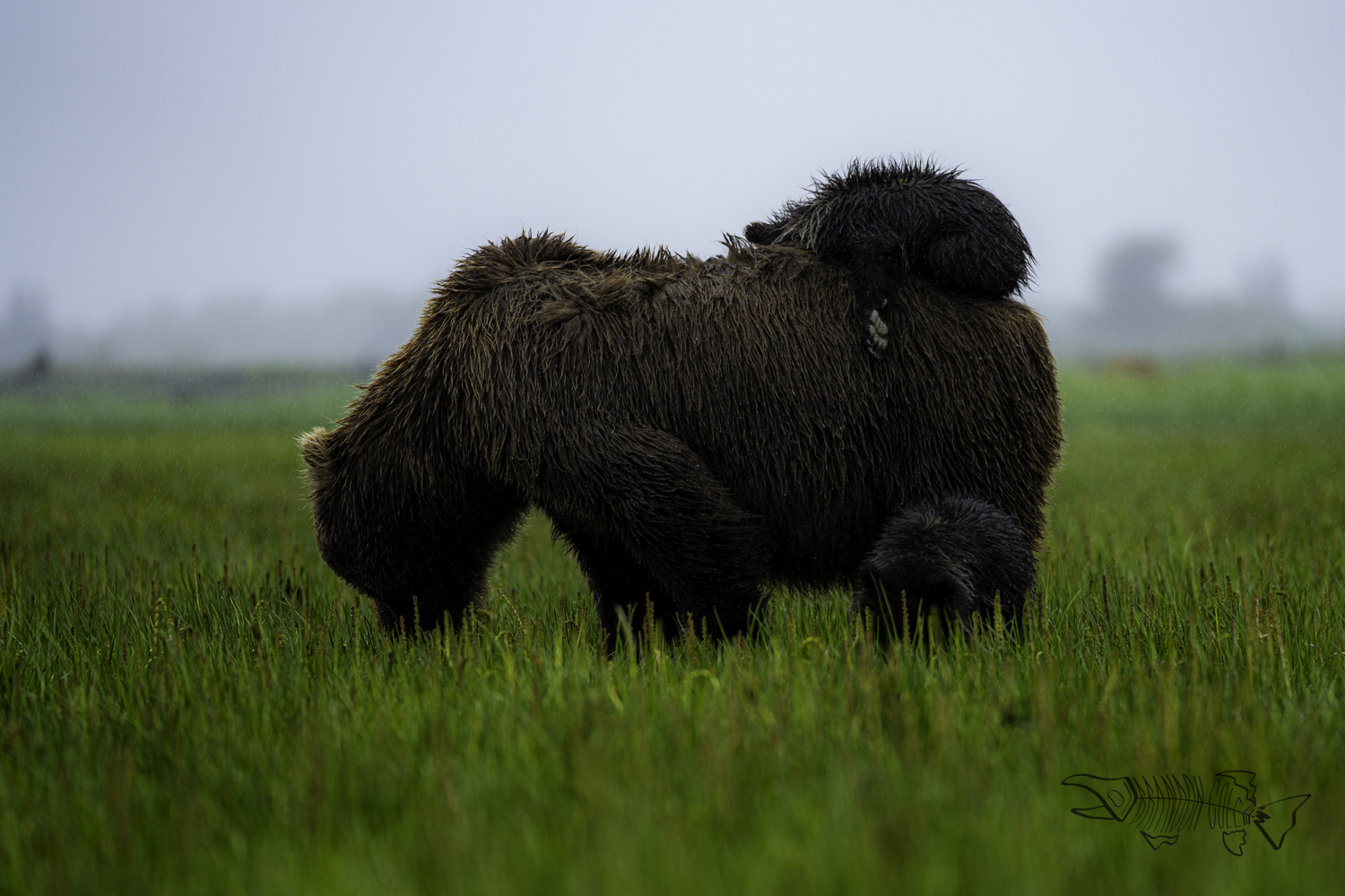 Mamma Bear