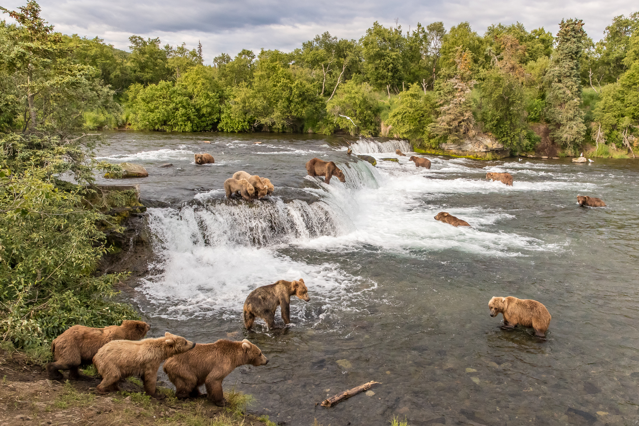 Bears of Brooks
