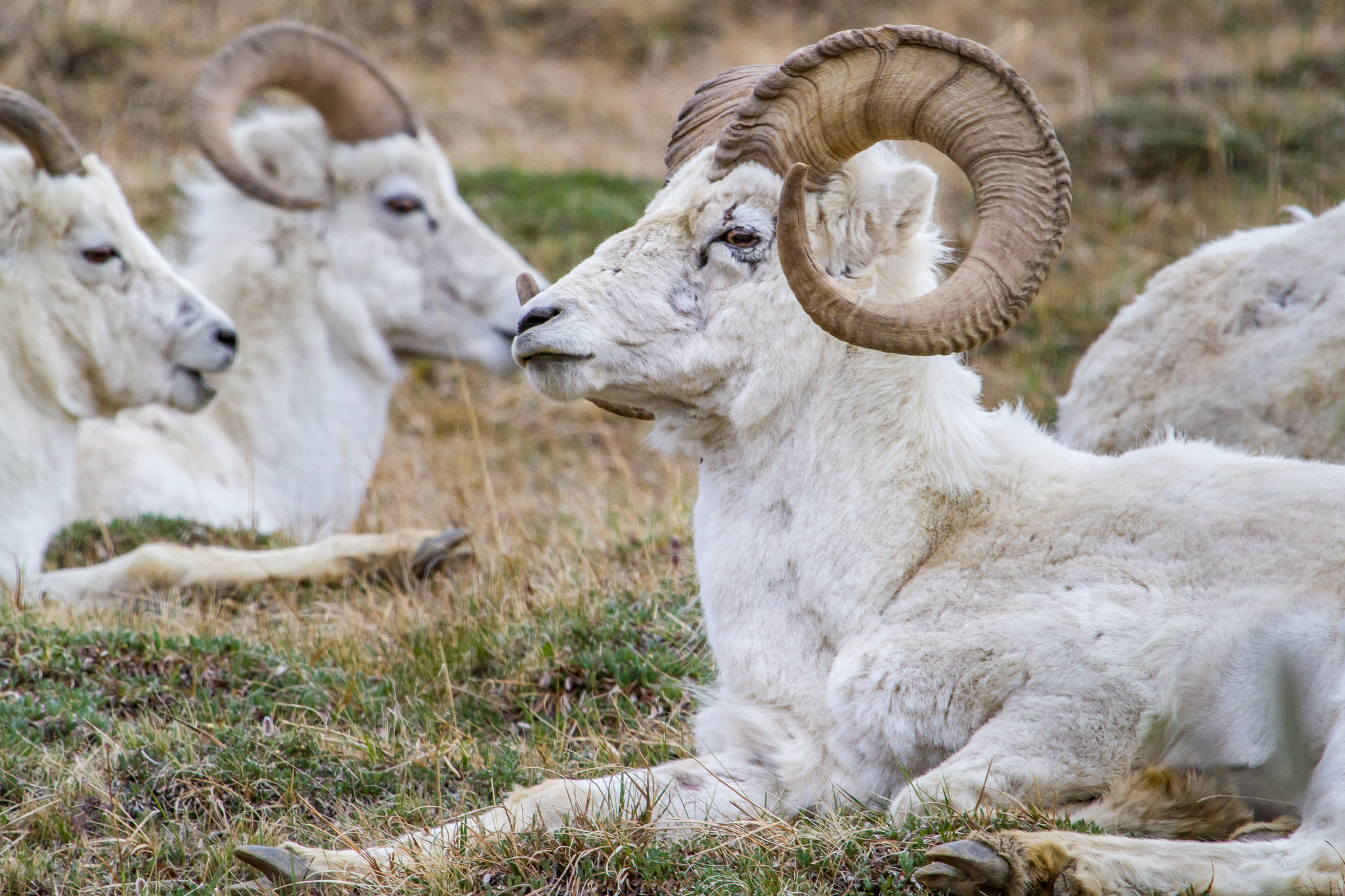 Horns in the Highlands