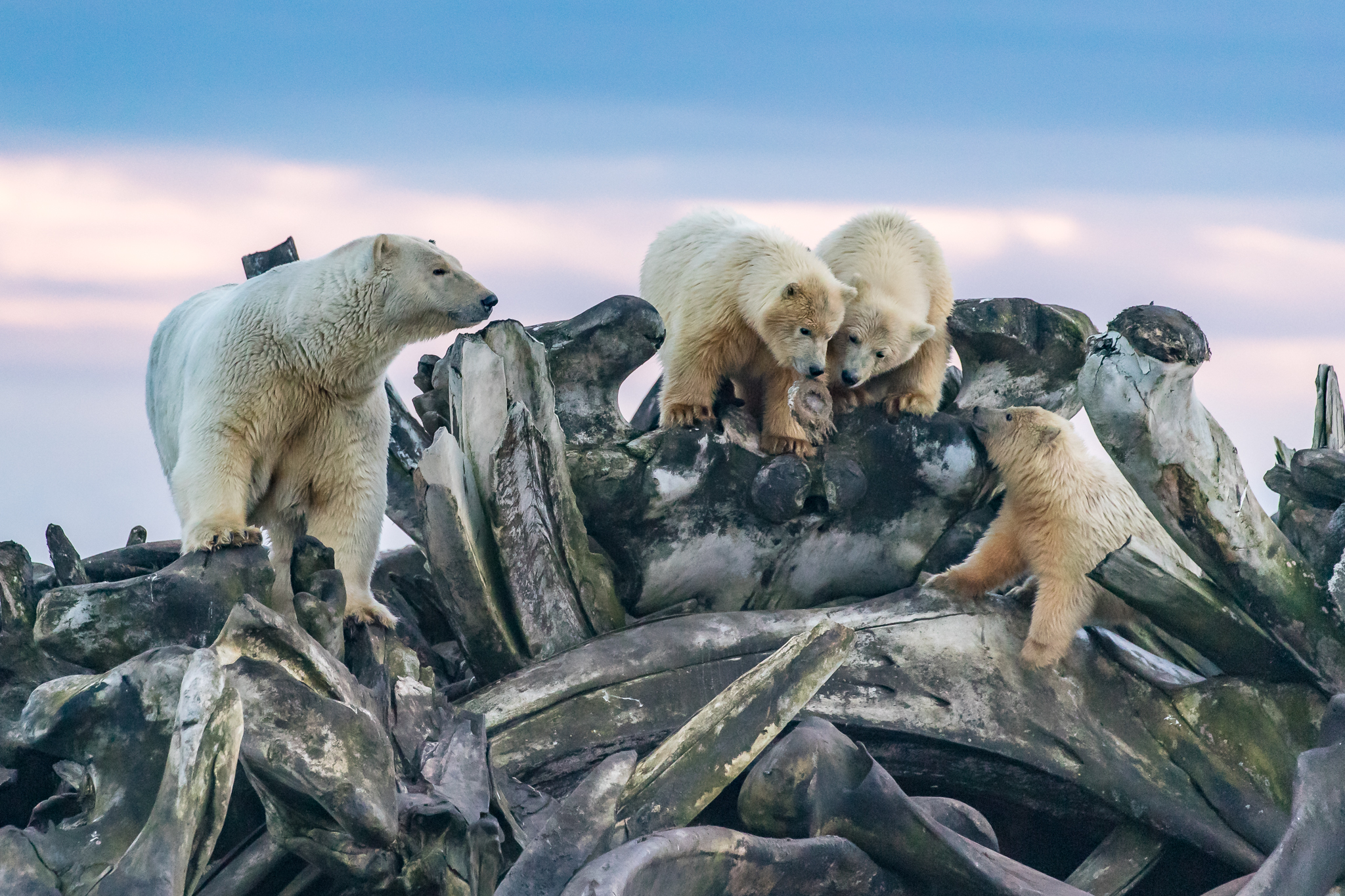 Bears & Bones