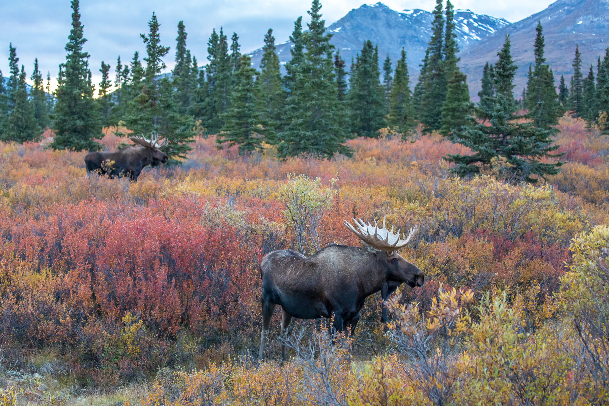Bulls in Bloom