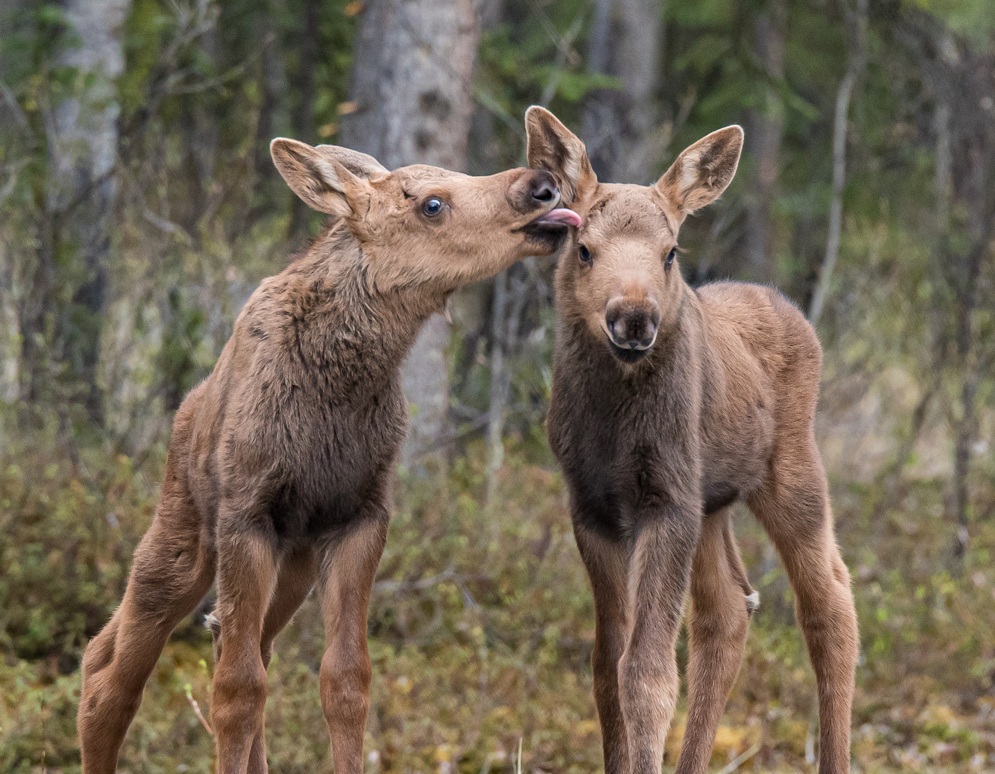 Moose Smooch