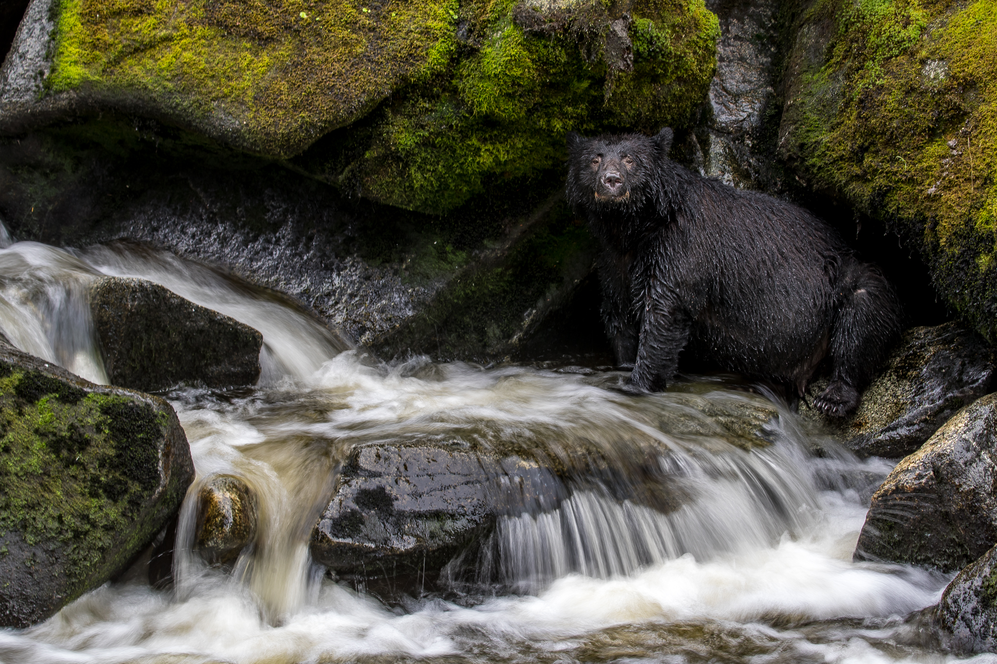 The Bear Amongst Boulders