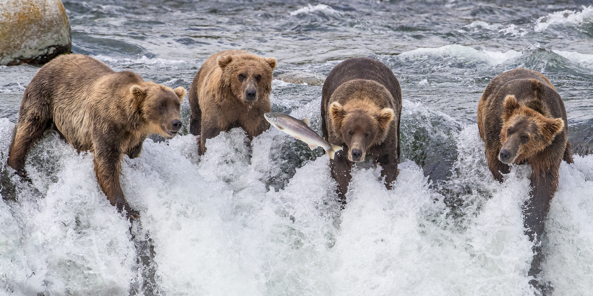 Four Bears One Fish