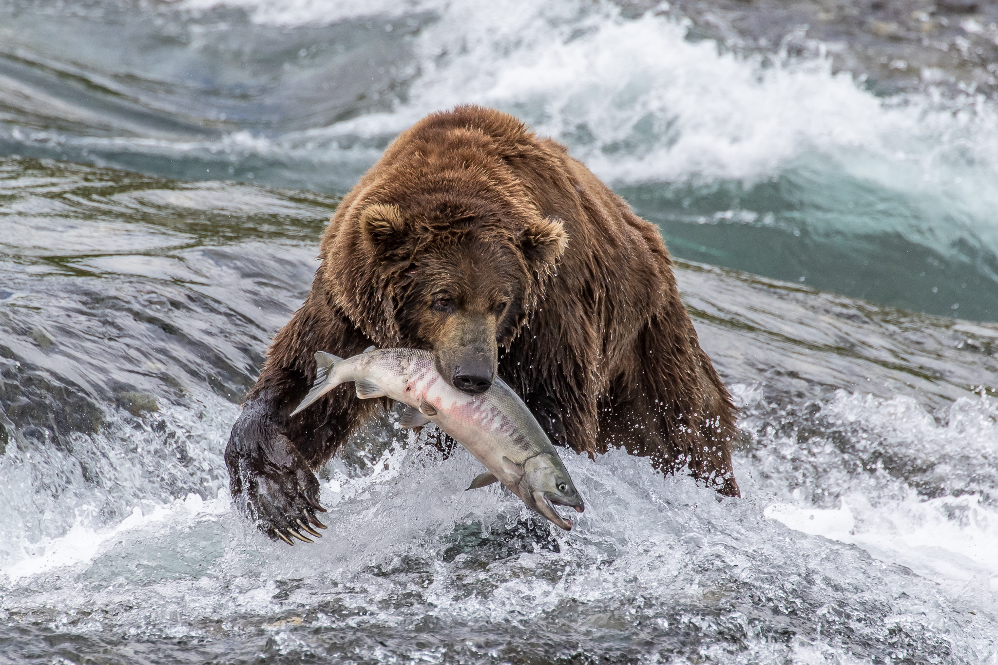 Salmon Strut